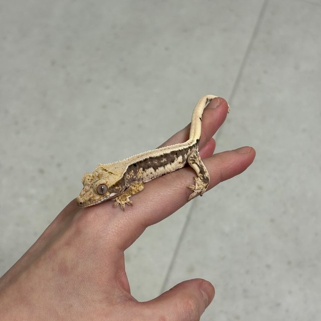 릴리100%헷아잔틱