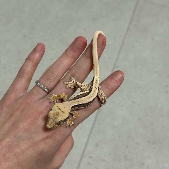 릴리100%헷아잔틱