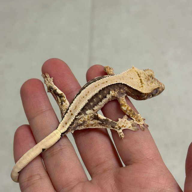 릴리100%헷아잔틱