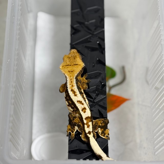 트라이 익스트림할리퀸