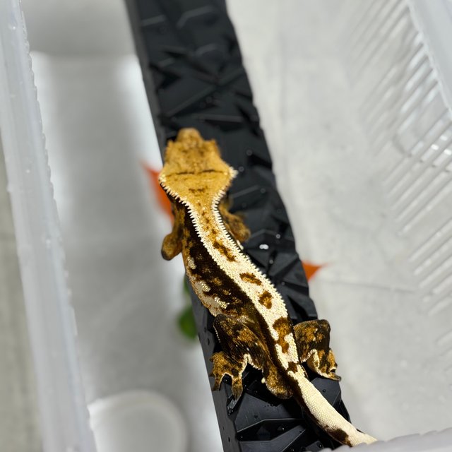 트라이 익스트림할리퀸