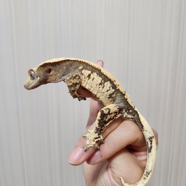 크림시클