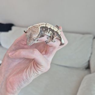 세이블