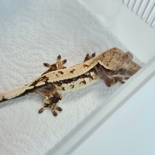 세이블