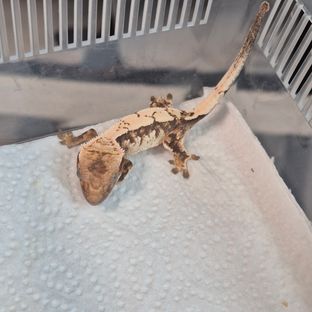 세이블