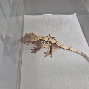 세이블