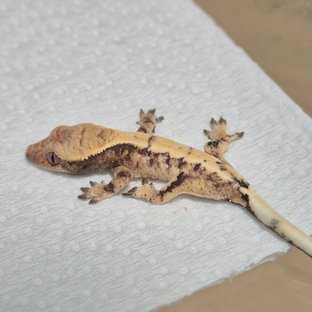 세이블