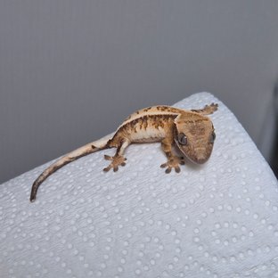 세이블