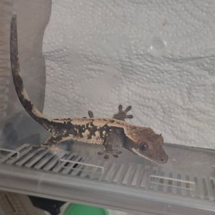 세이블