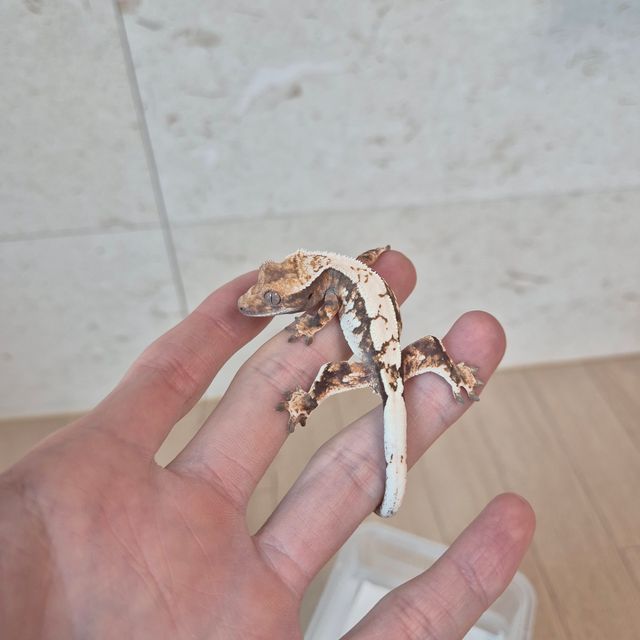 블랙 화이트 세이블