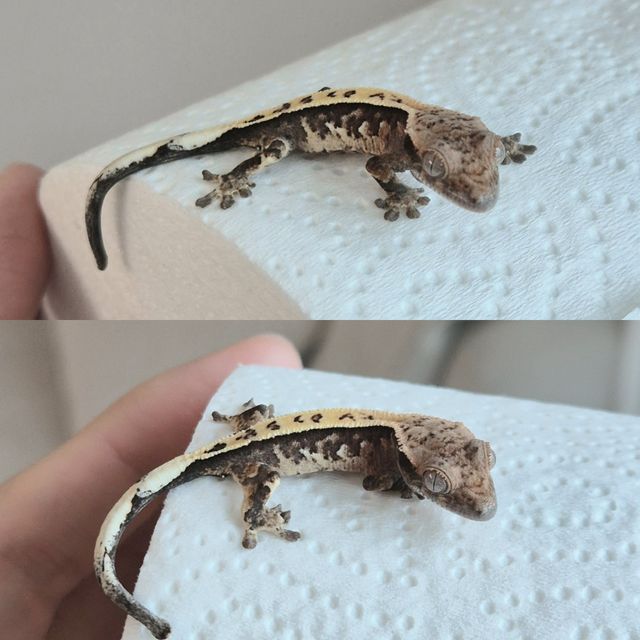 세이블