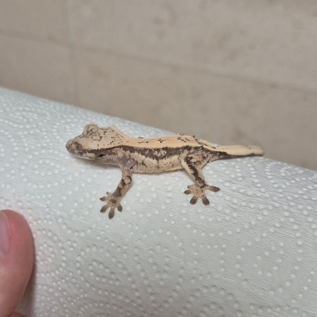 세이블