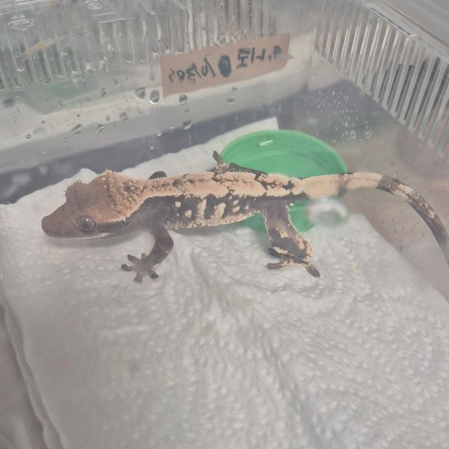 세이블