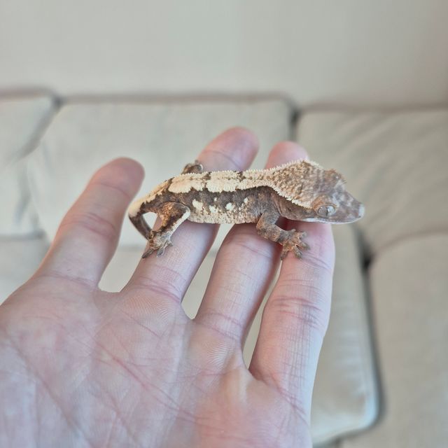 세이블