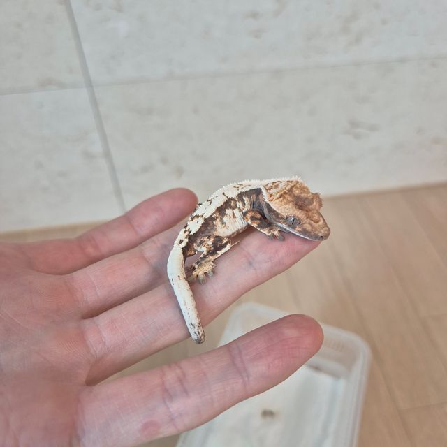 블랙 화이트 세이블