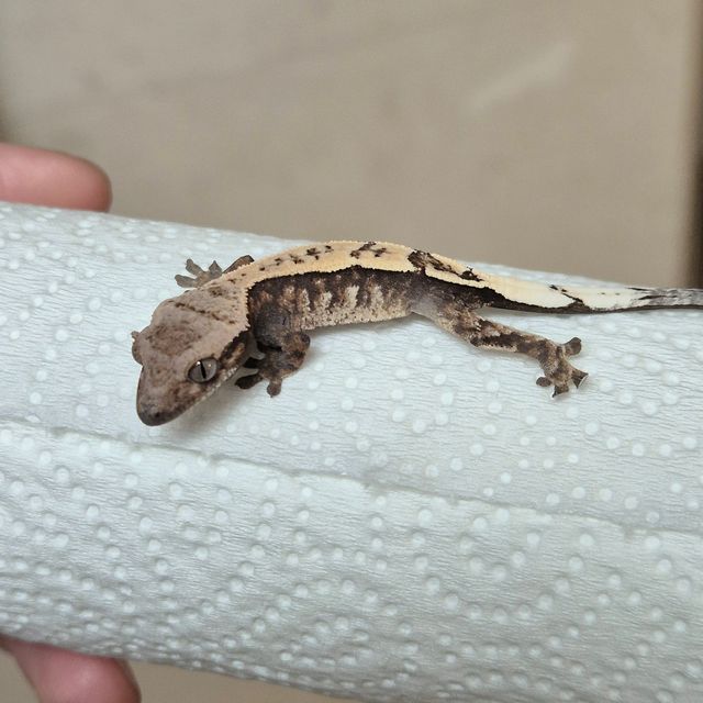 세이블