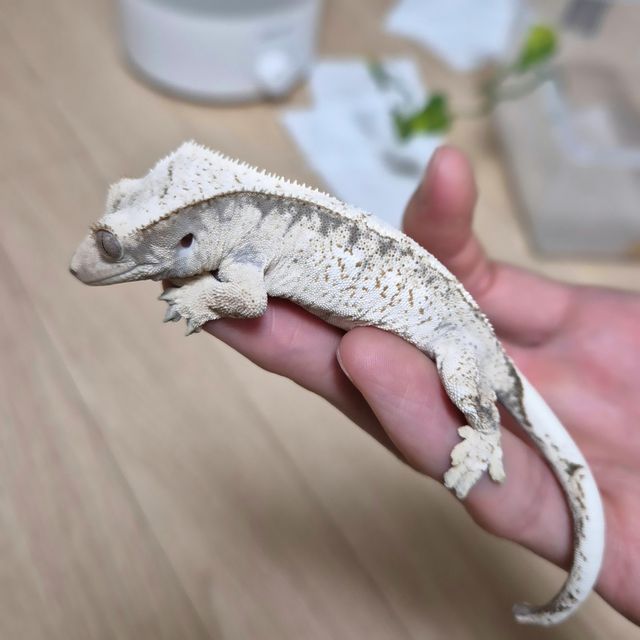 노멀 드리피 화이트스팟