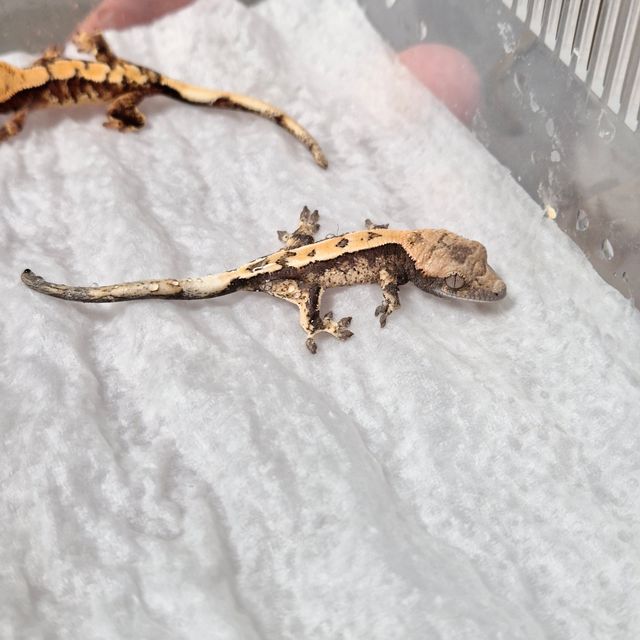 세이블