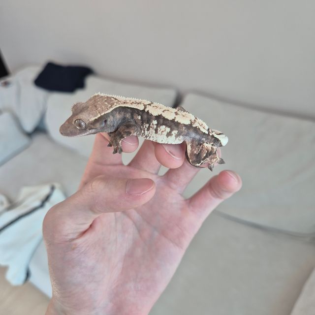 세이블