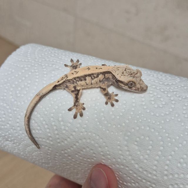 세이블