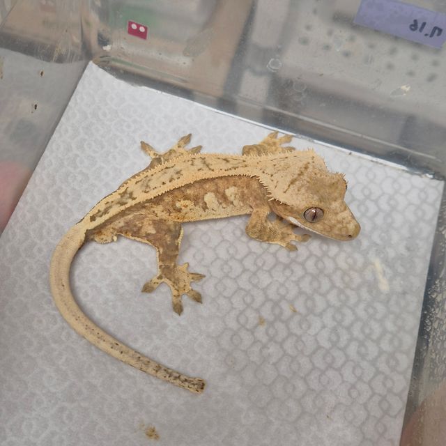 크림시클