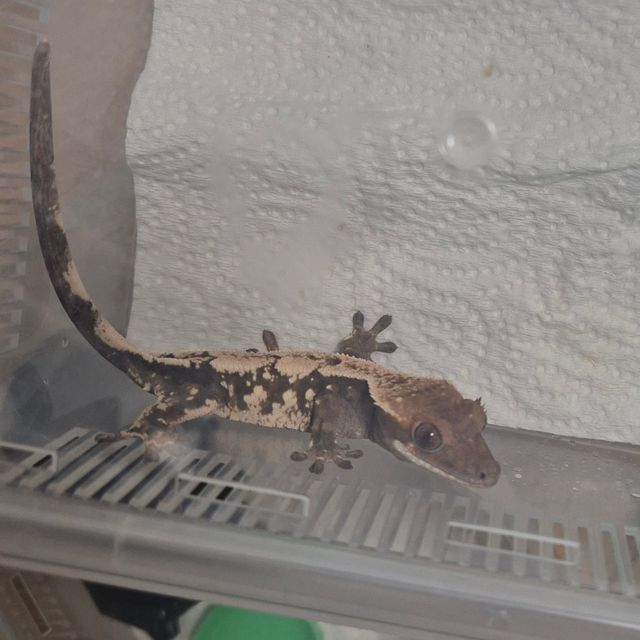 세이블