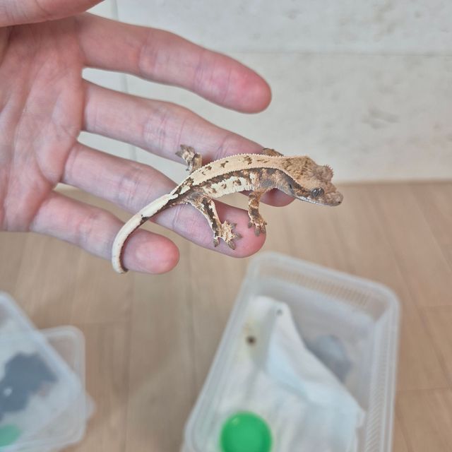 세이블