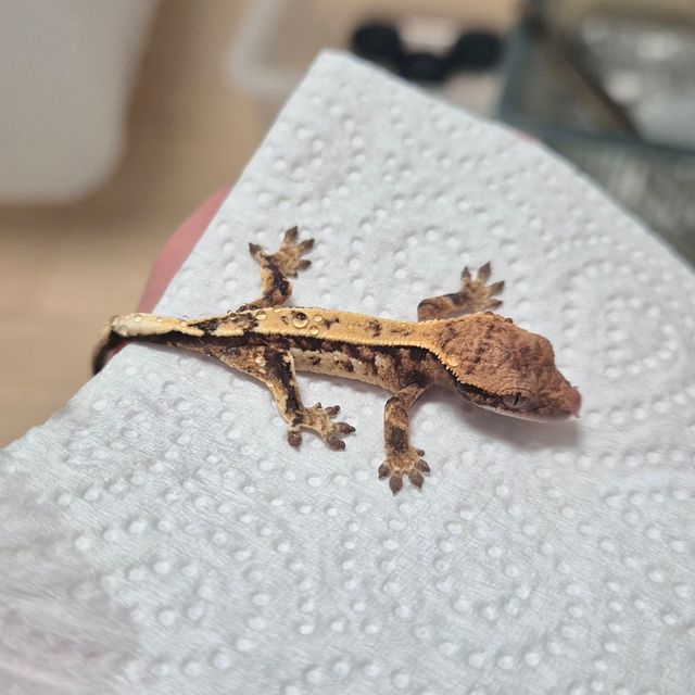 세이블
