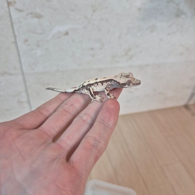 블랙 화이트 세이블