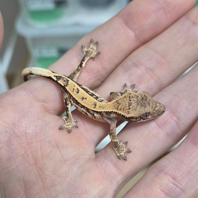 세이블