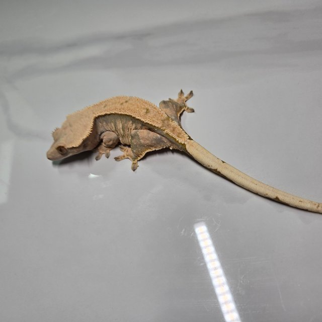 노멀 트라이 익스트림할리퀸 화이트포트홀 옐로우 텐저린