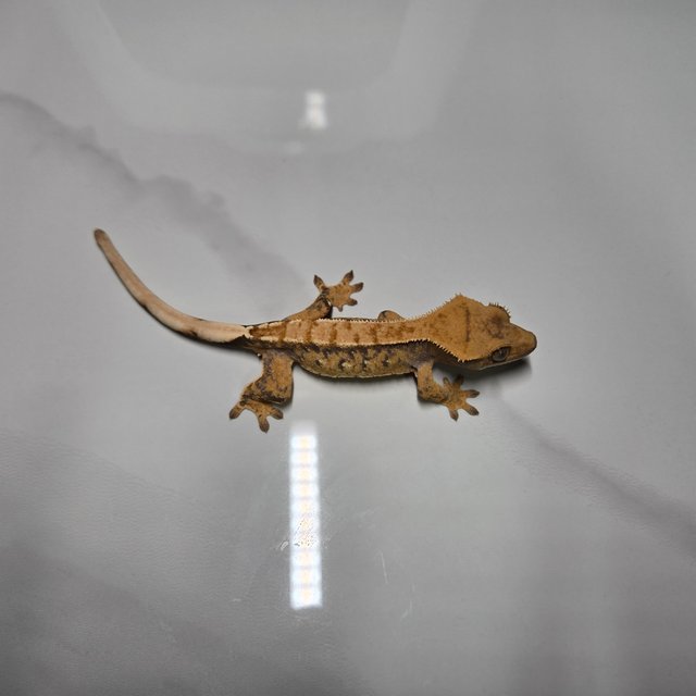 익스트림할리퀸 옐로우 텐저린 화이트포트홀