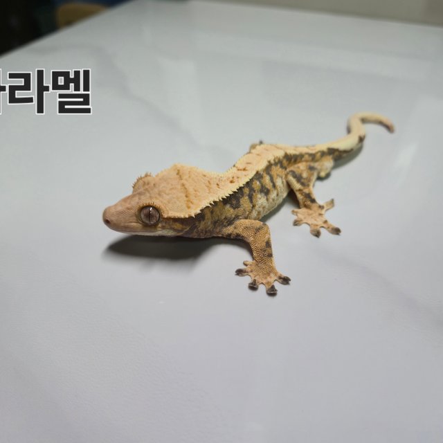 트라이 익스트림할리퀸 화이트 옐로우 노멀