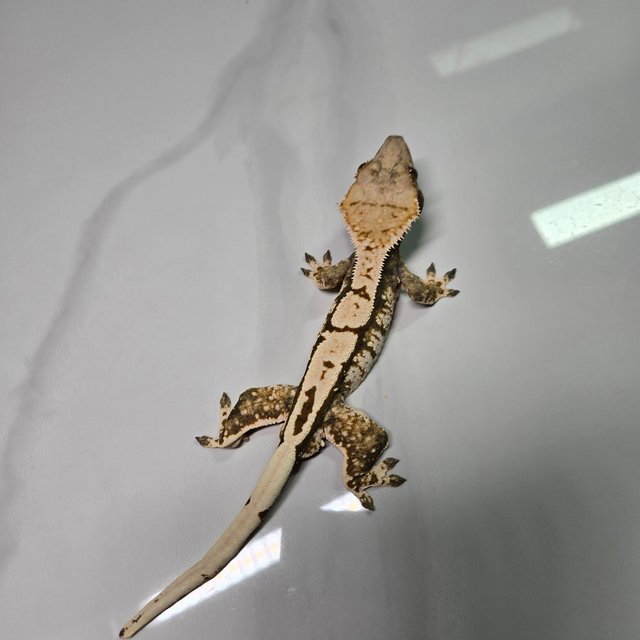 노멀 드리피 플레임 화이트크라운 화이트