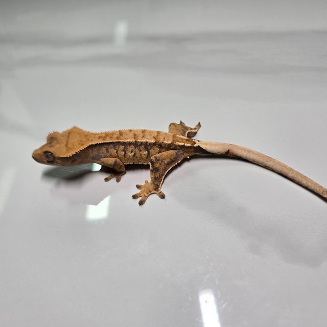 익스트림할리퀸 옐로우 텐저린 화이트포트홀