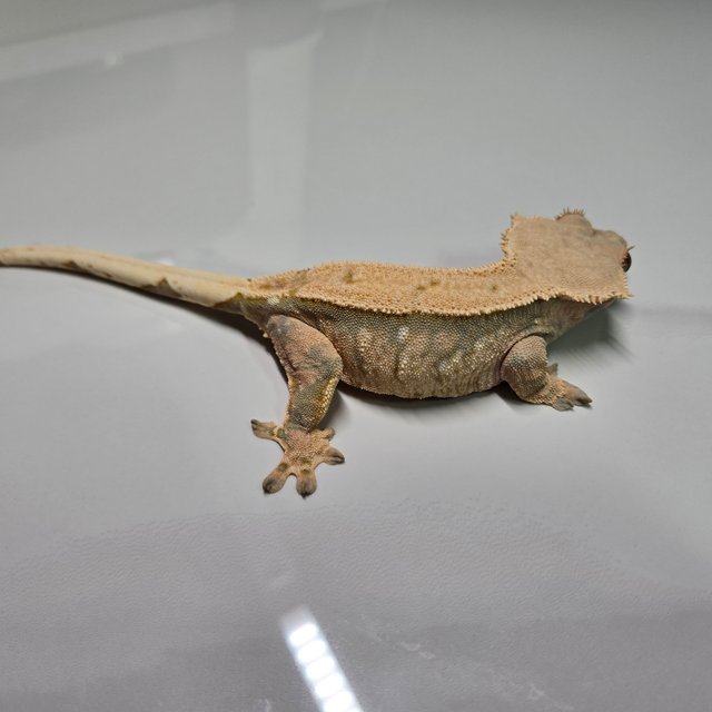 노멀 트라이 익스트림할리퀸 화이트포트홀 옐로우 텐저린