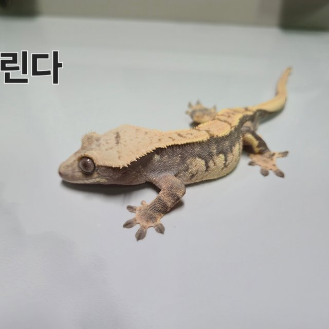 쿼드 플레임 다크 화이트 초초 100%헷초초