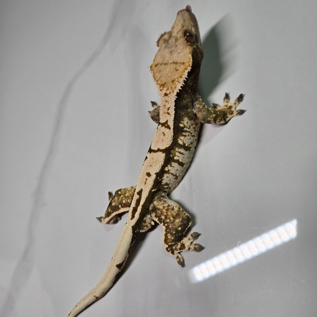 노멀 드리피 플레임 화이트크라운 화이트