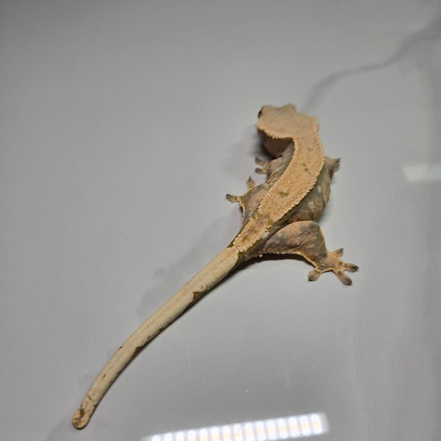 노멀 트라이 익스트림할리퀸 화이트포트홀 옐로우 텐저린