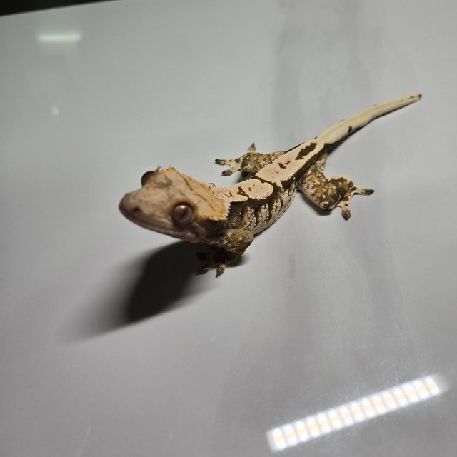 노멀 드리피 플레임 화이트크라운 화이트