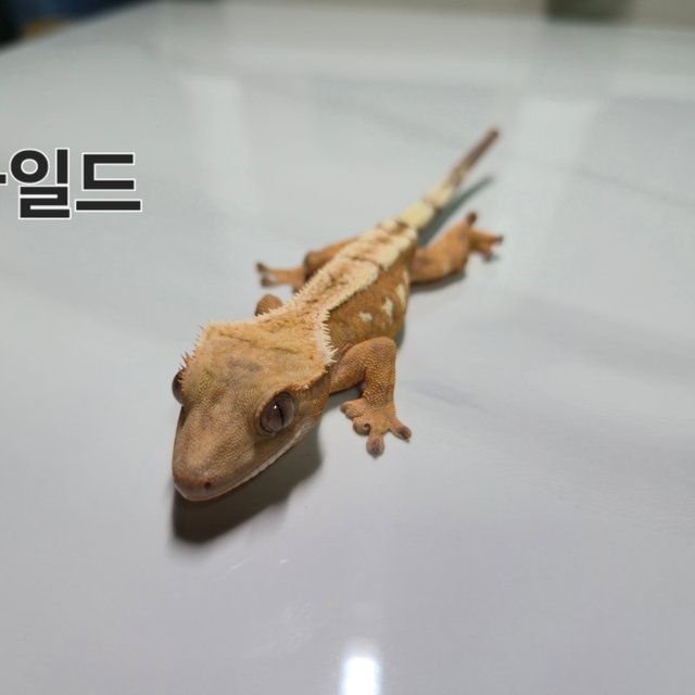 세이블