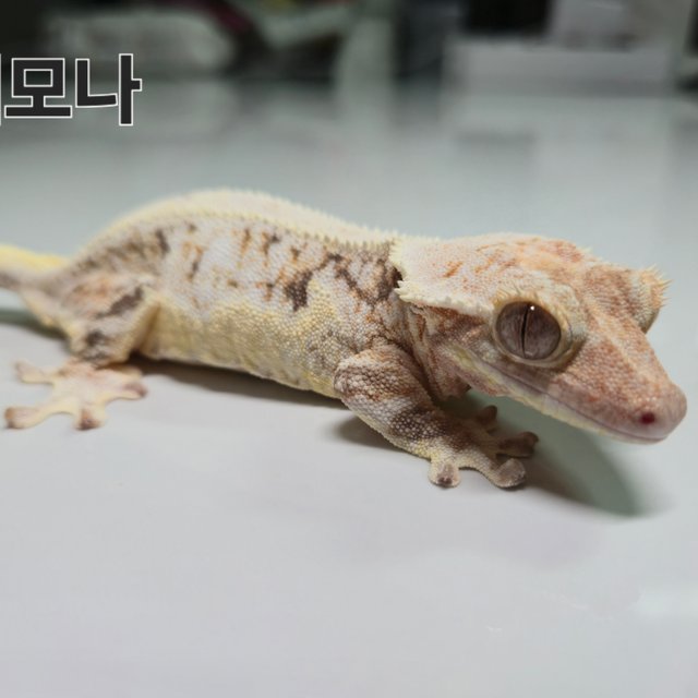 릴리화이트 드리피 화이트 화이트핀 화이트크라운