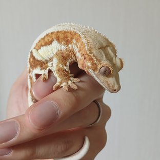 릴리화이트 레드