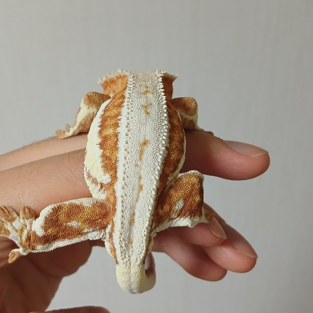 릴리화이트 레드