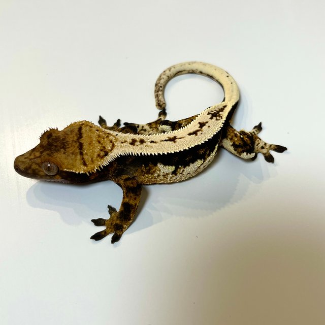 블랙 화이트 텐저린 트라이