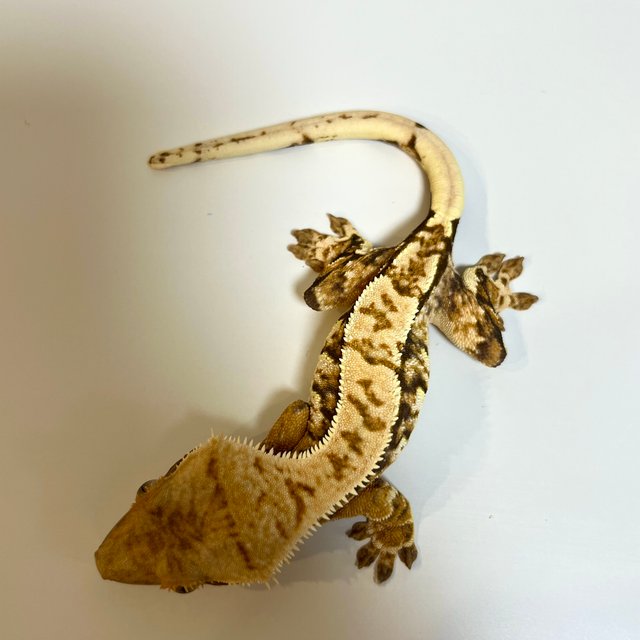 트라이 익스트림할리퀸