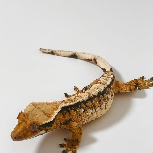 트라이 익스트림할리퀸 텐저린