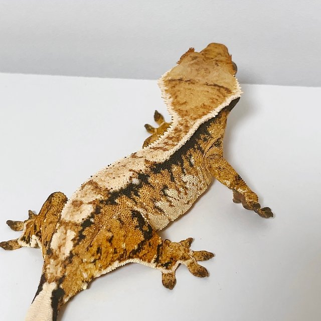 트라이 익스트림할리퀸 텐저린