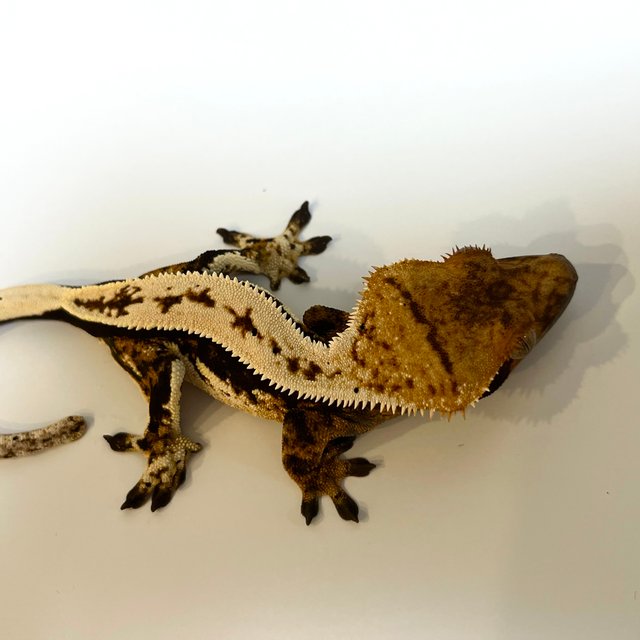 블랙 화이트 텐저린 트라이