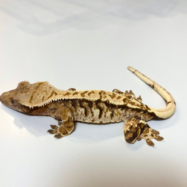 트라이 익스트림할리퀸